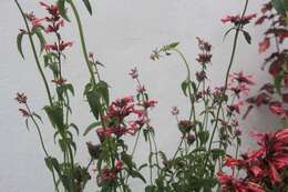 Imagem de Agastache mexicana (Kunth) Lint & Epling