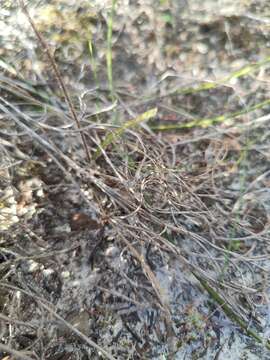 Caladenia cairnsiana F. Muell. resmi