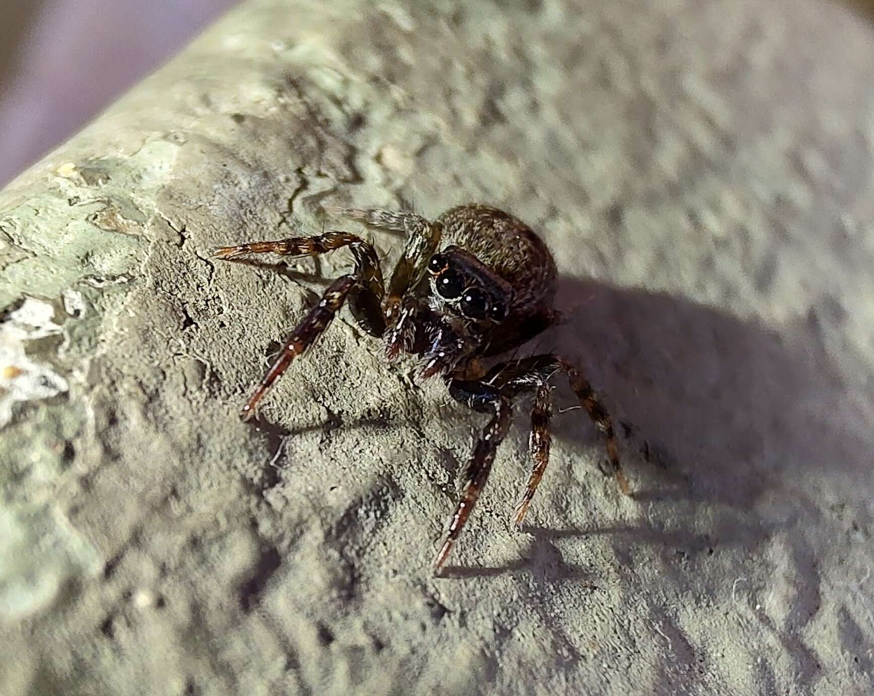 Слика од Coryphasia nigriventris Mello-Leitão 1947