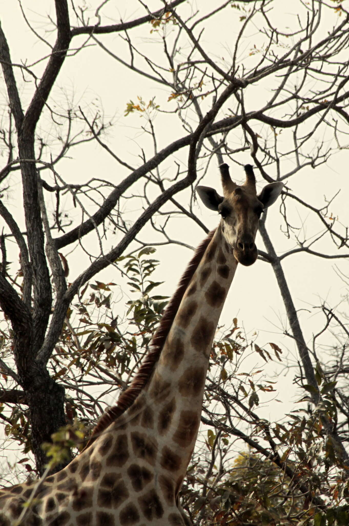 Image of Kordofan giraffe