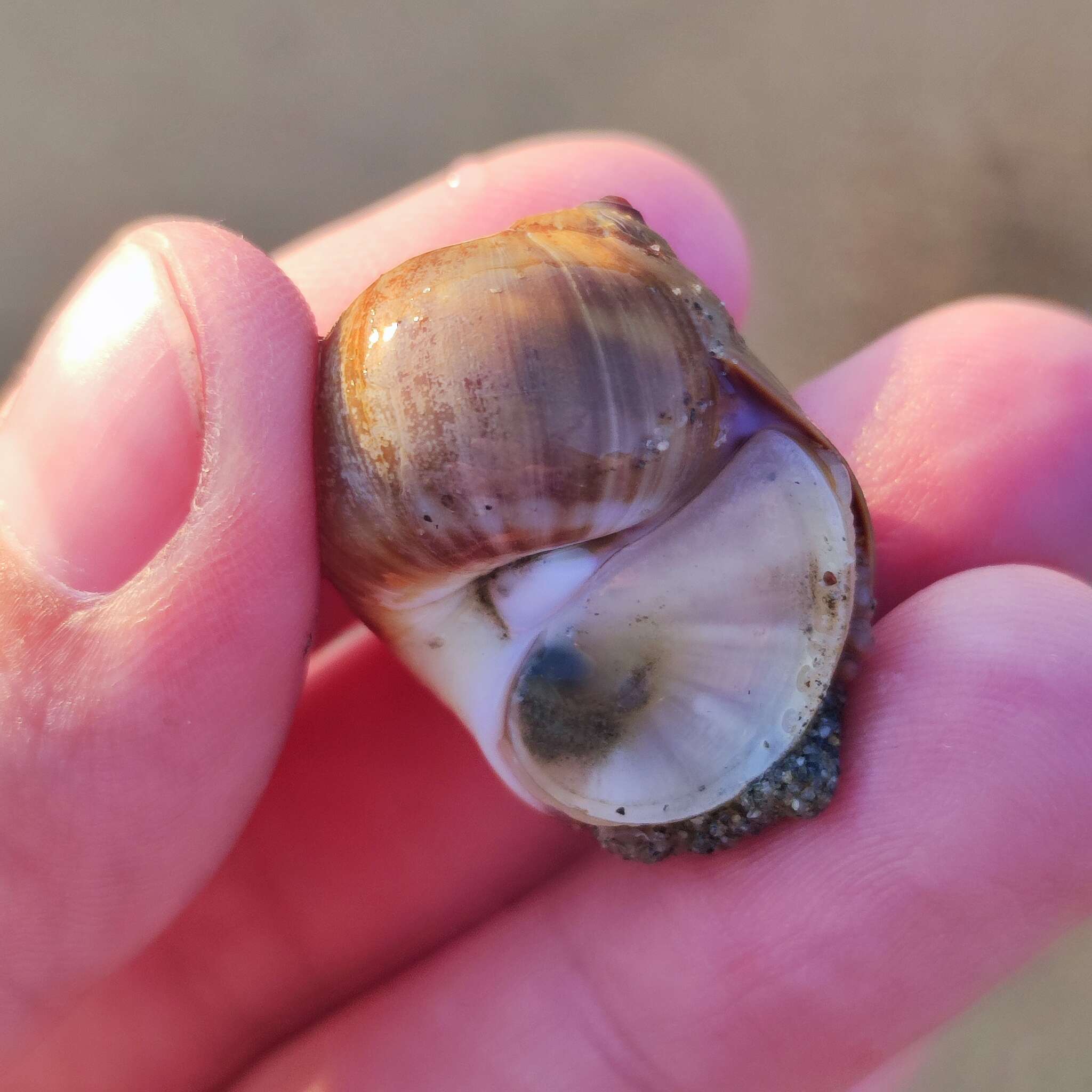 Image of Kurile moon snail