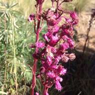 Image of Senecio callosus Sch. Bip.