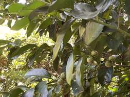 Image of Malaysian persimmon