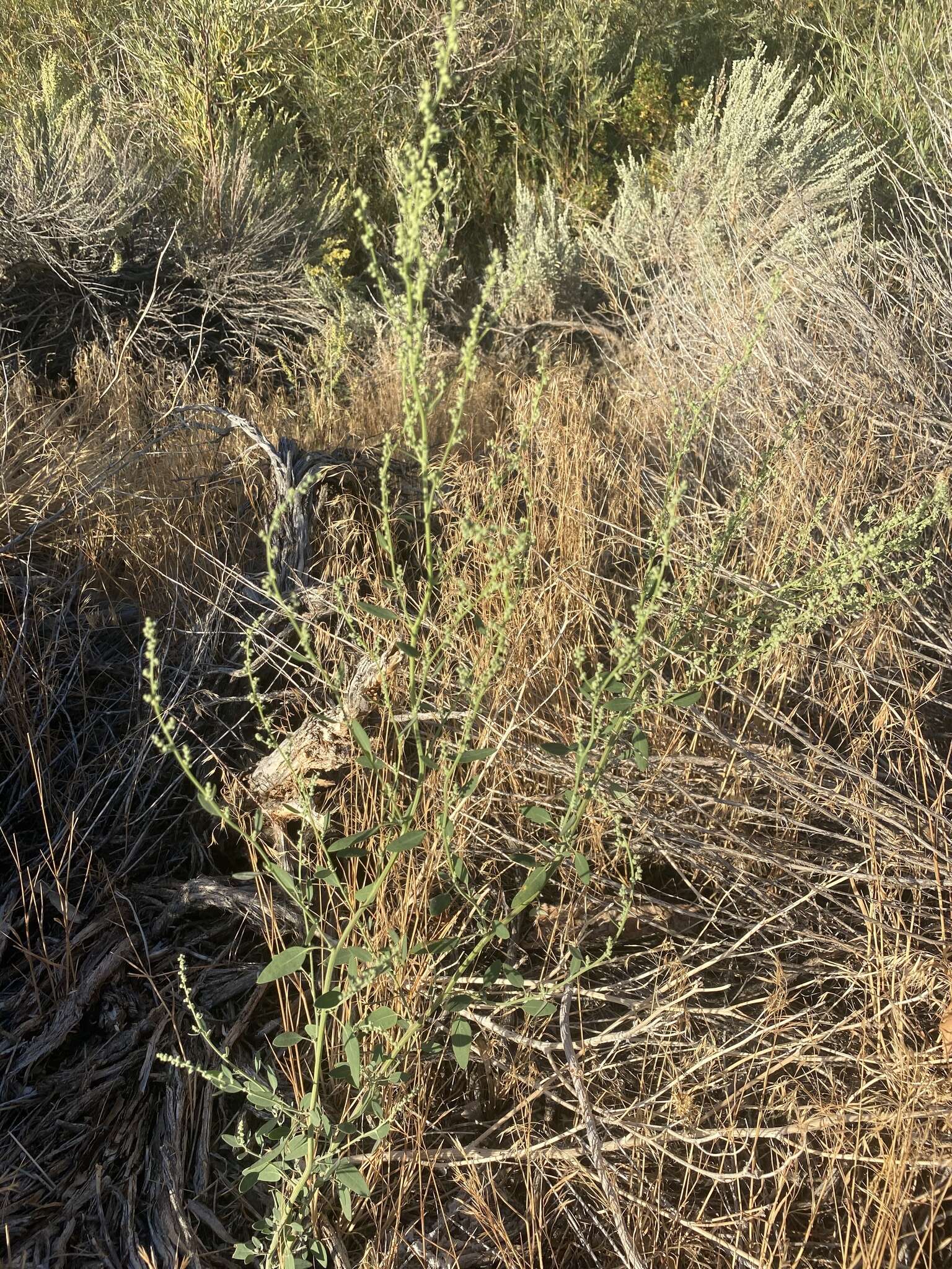 Sivun Chenopodium atrovirens Rydb. kuva