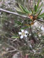 Sivun Leptospermum brachyandrum (F. Müll.) Druce kuva