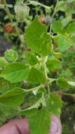 Image of Physalis patula Mill.