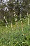 Sivun Phlomoides laciniata (L.) Kamelin & Makhm. kuva