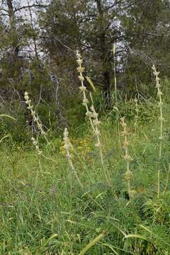 Sivun Phlomoides laciniata (L.) Kamelin & Makhm. kuva