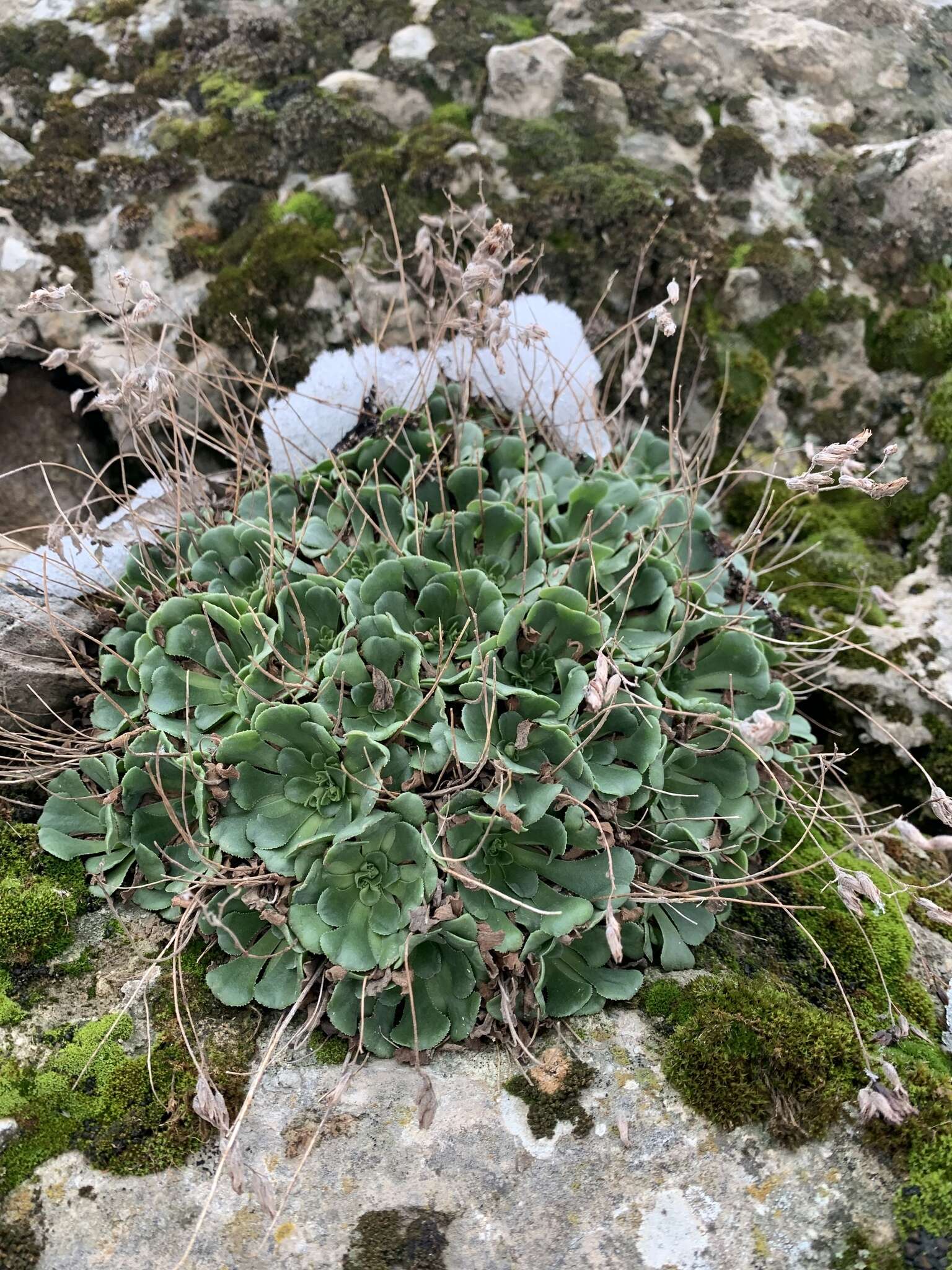 Image of Rosularia sempervivum (Bieb.) Berger