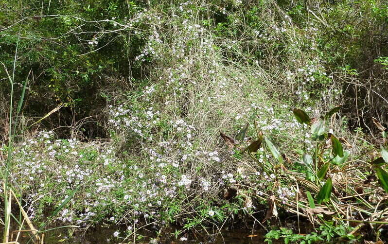 Image of climbing aster