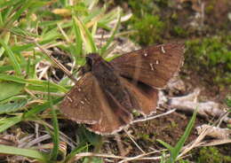 Image of Thorybes pylades albosuffusa H. Freeman 1943