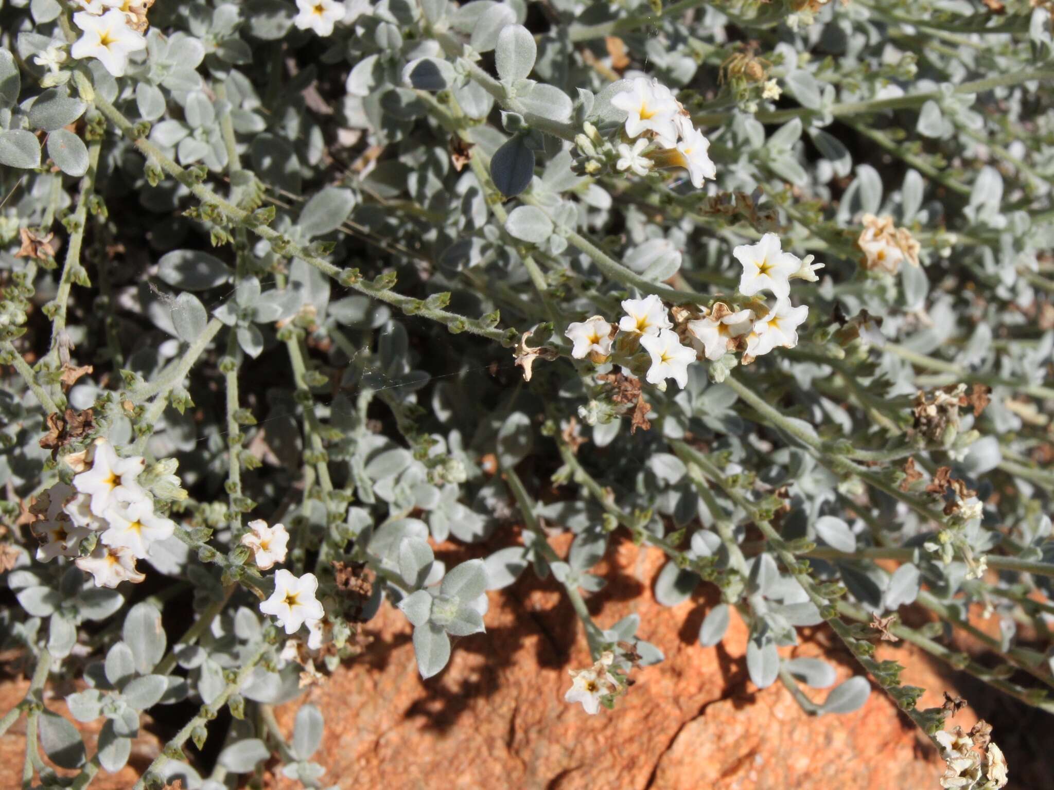 Sivun Euploca pachyphylla (L. A. Craven) kuva