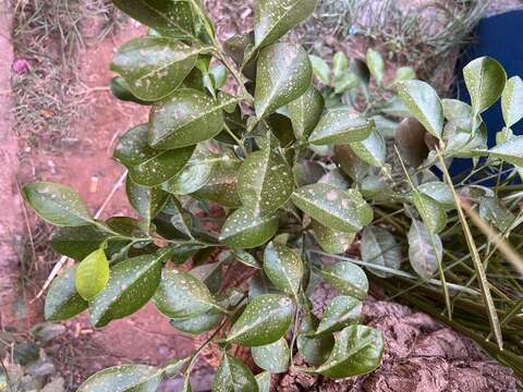 Image of Ponderosa lemon