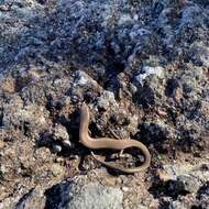 Image of Red-throated Cool-skink