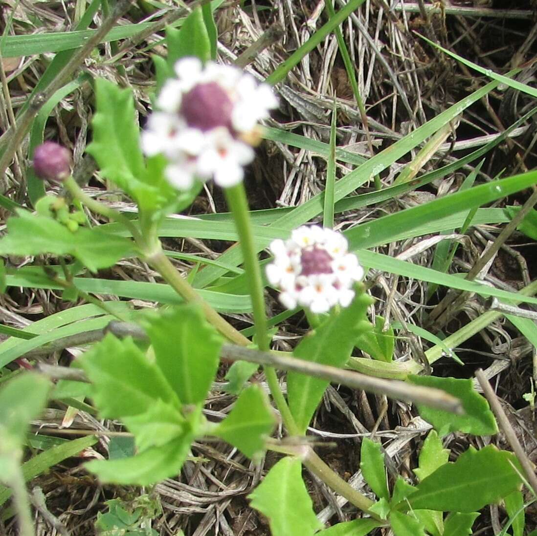 Phyla nodiflora (L.) Greene resmi