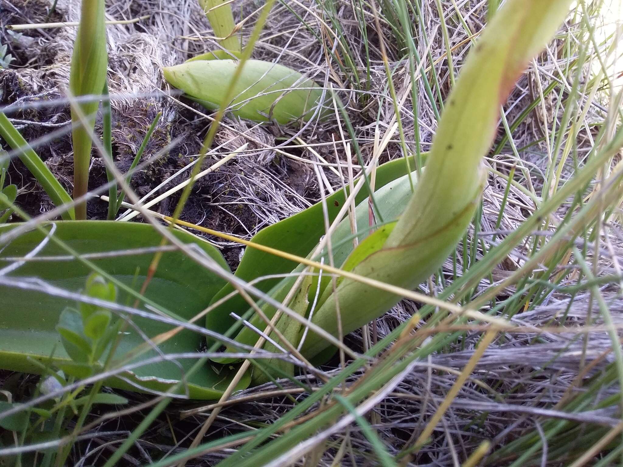 Image de Satyrium neglectum Schltr.