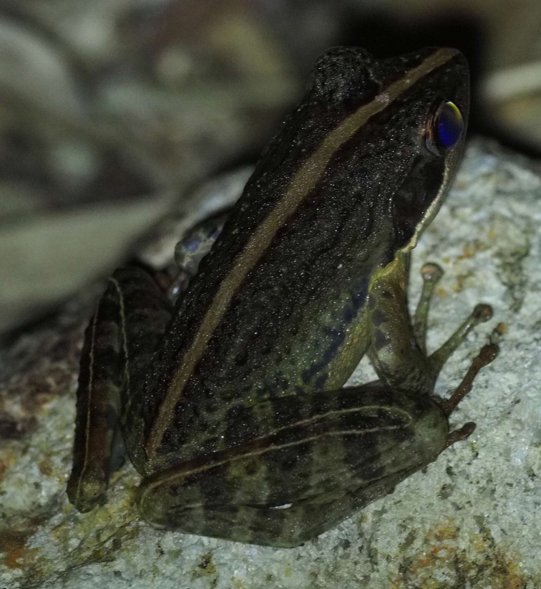 Image of Fort Madagascar Frog