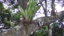 Image of climbing birdsnest fern