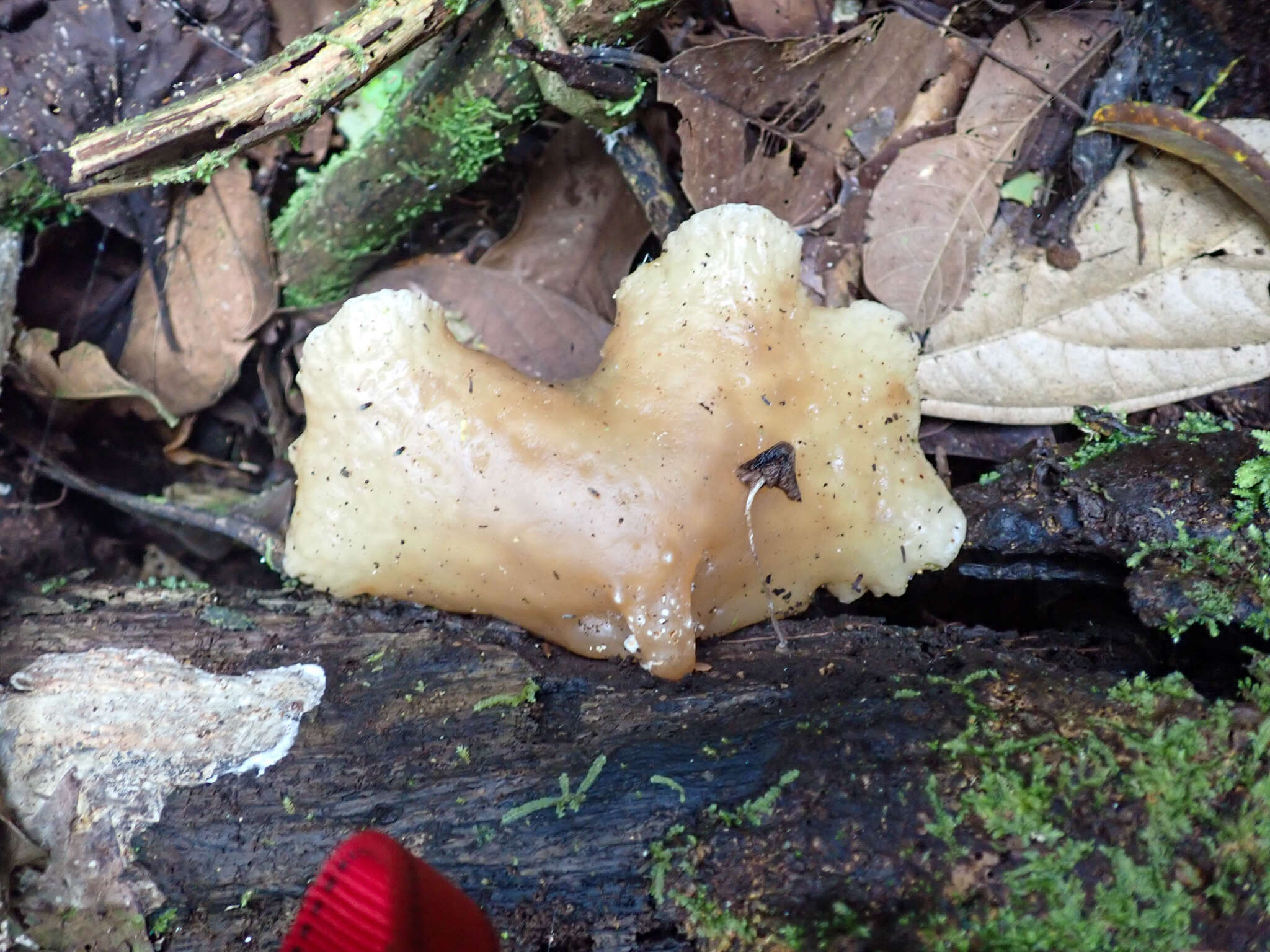 Image of Auricularia delicata (Mont. ex Fr.) Henn. 1893