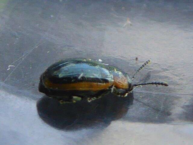 Image of Prasocuris marginella (Linnaeus 1758)