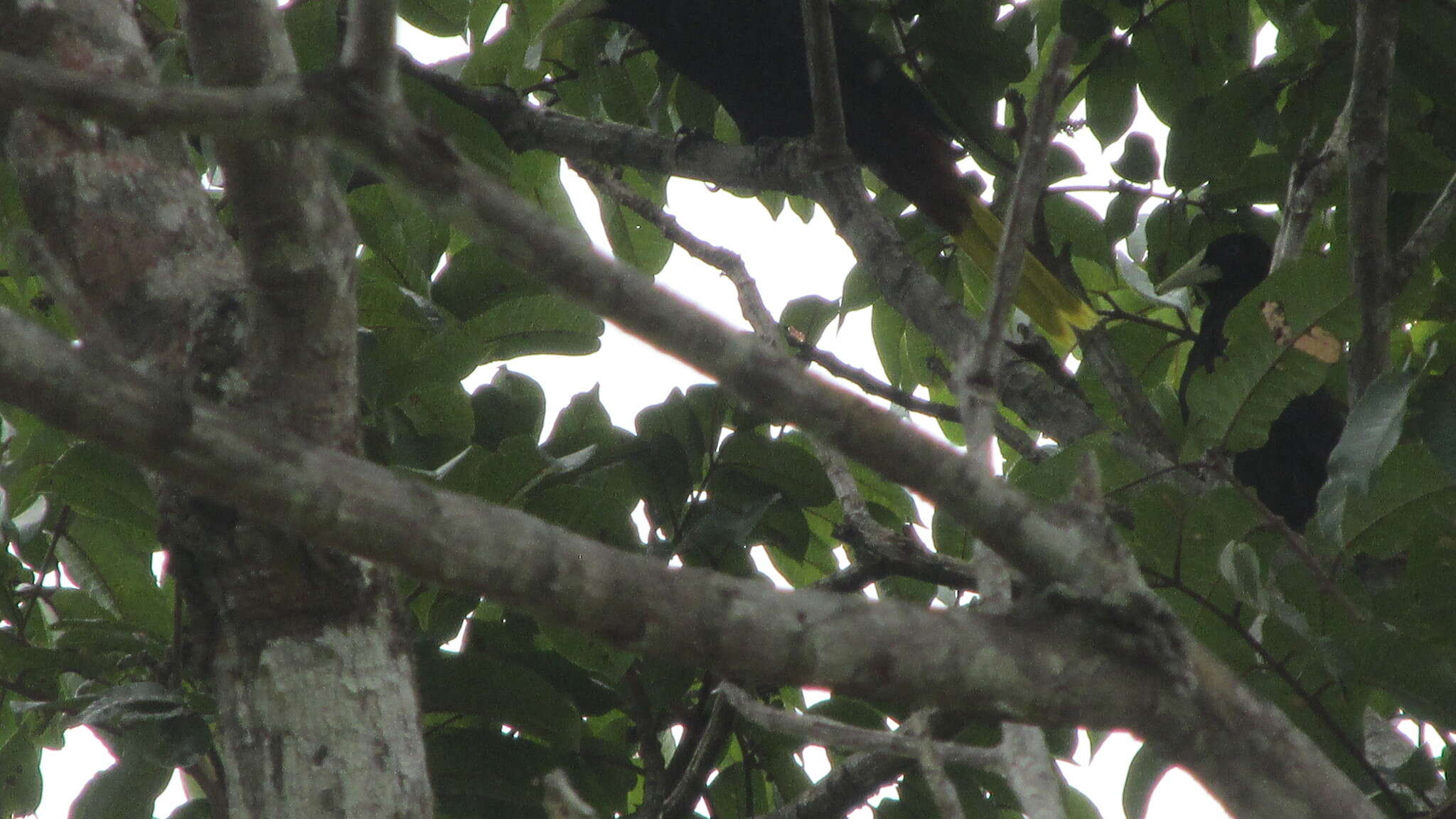 Image of Crested Oropendola