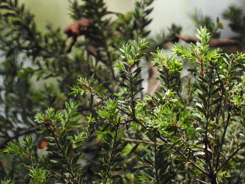 Image of Melaleuca sieberi Schauer