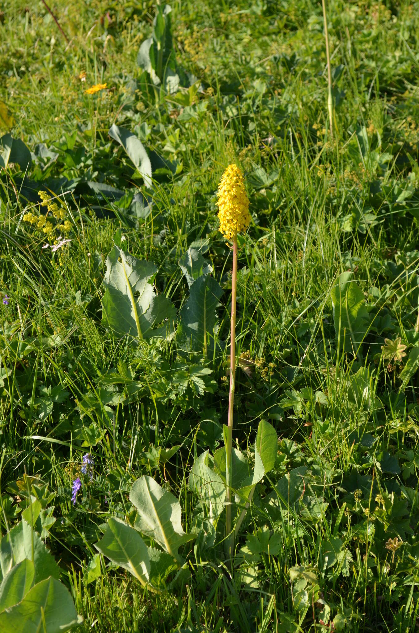 Image of Ligularia macrophylla (Ledeb.) DC.