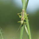 Image of Lucasinova nigromarginata (Lucas & P. H. 1849)