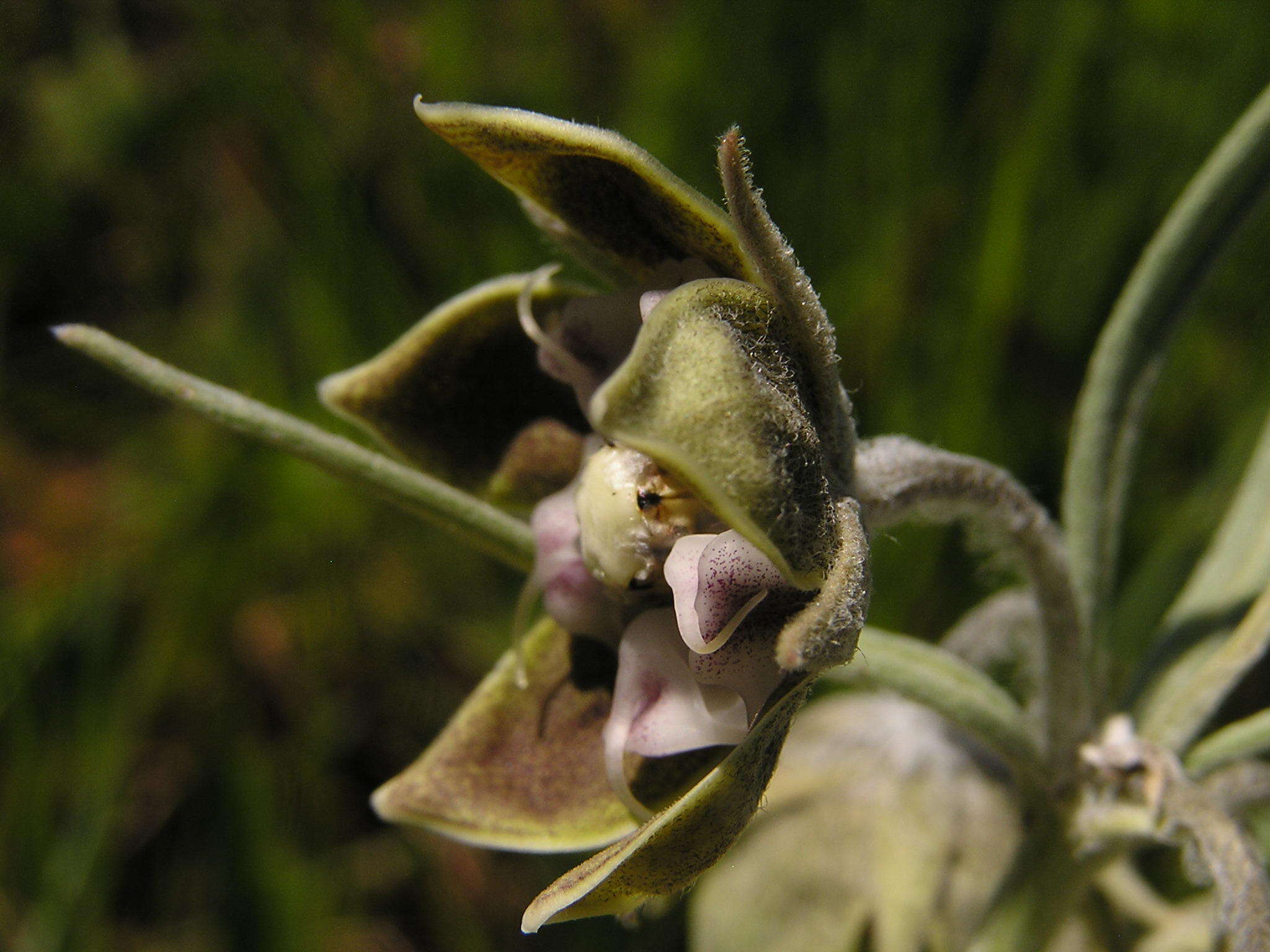 Image of Miraglossum davyi (N. E. Br.) F. K. Kupicha