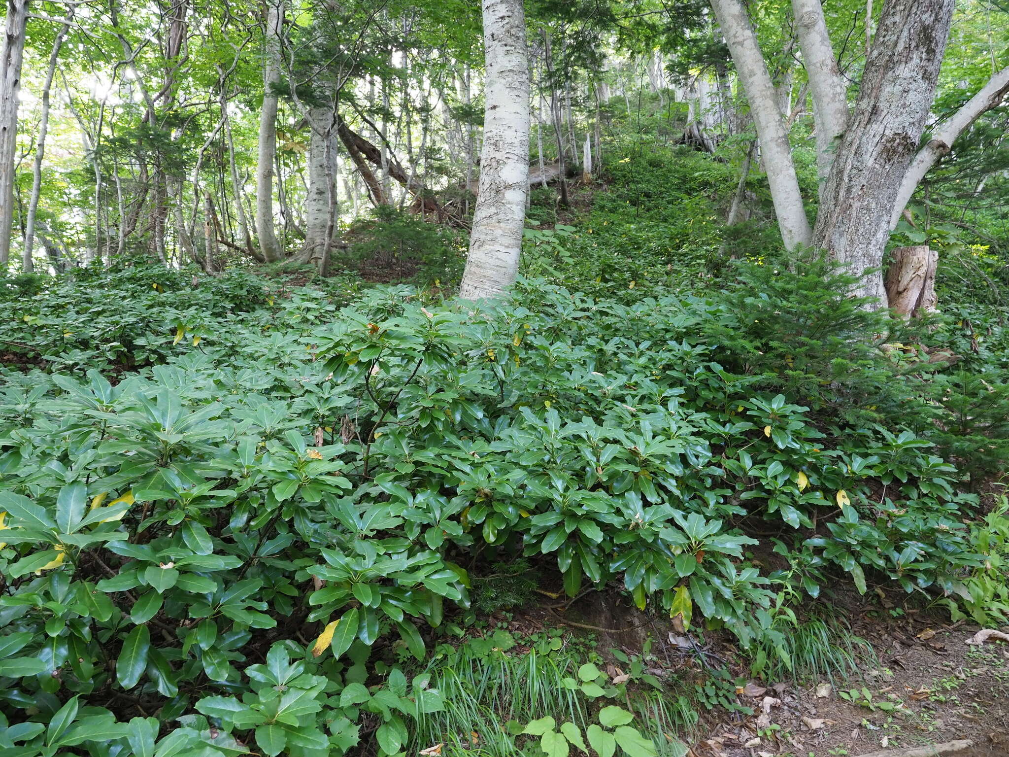 Imagem de Daphniphyllum macropodum var. humile (Maxim. ex Franch. & Sav.) Rosenthal