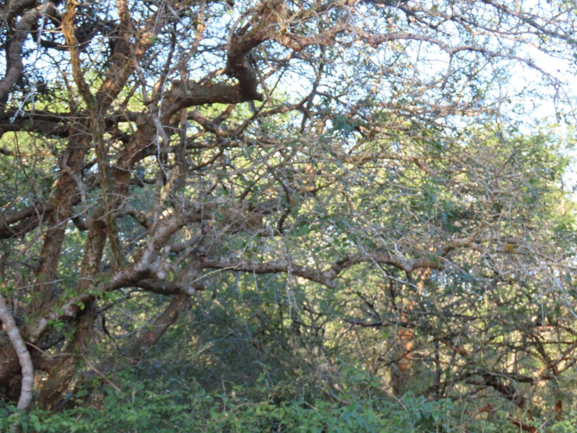 Image of Sweet-root corkwood