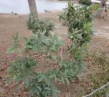 Image of Loquats