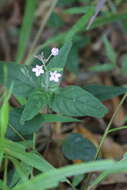 Pseuderanthemum variabile (R. Br.) Radlk. resmi