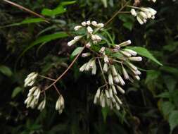 Image of Eupatorium tashiroi Hayata