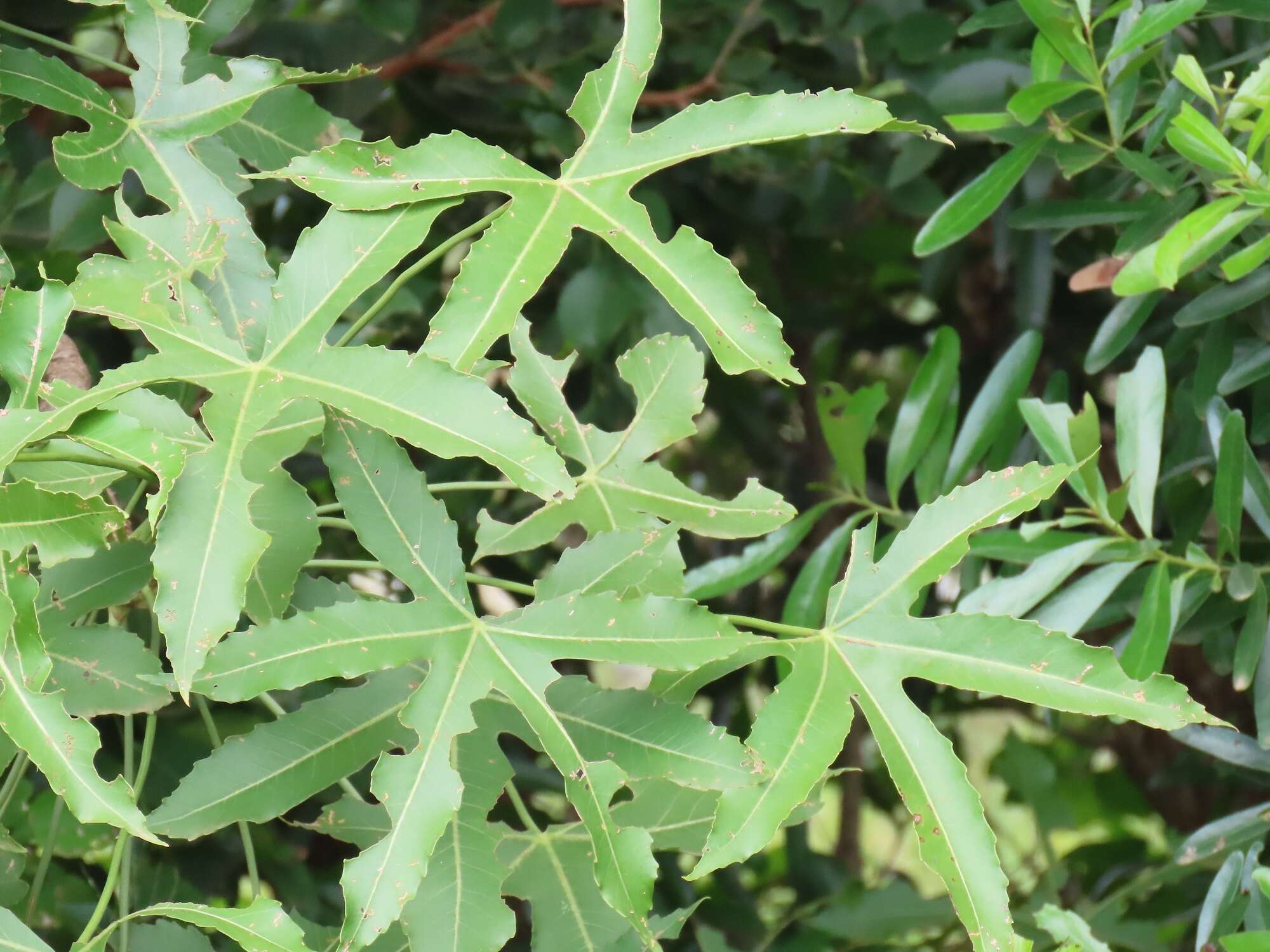 Image of Rock cabbage tree