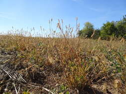 Image of Setaria pumila (Poir.) Roem. & Schult.