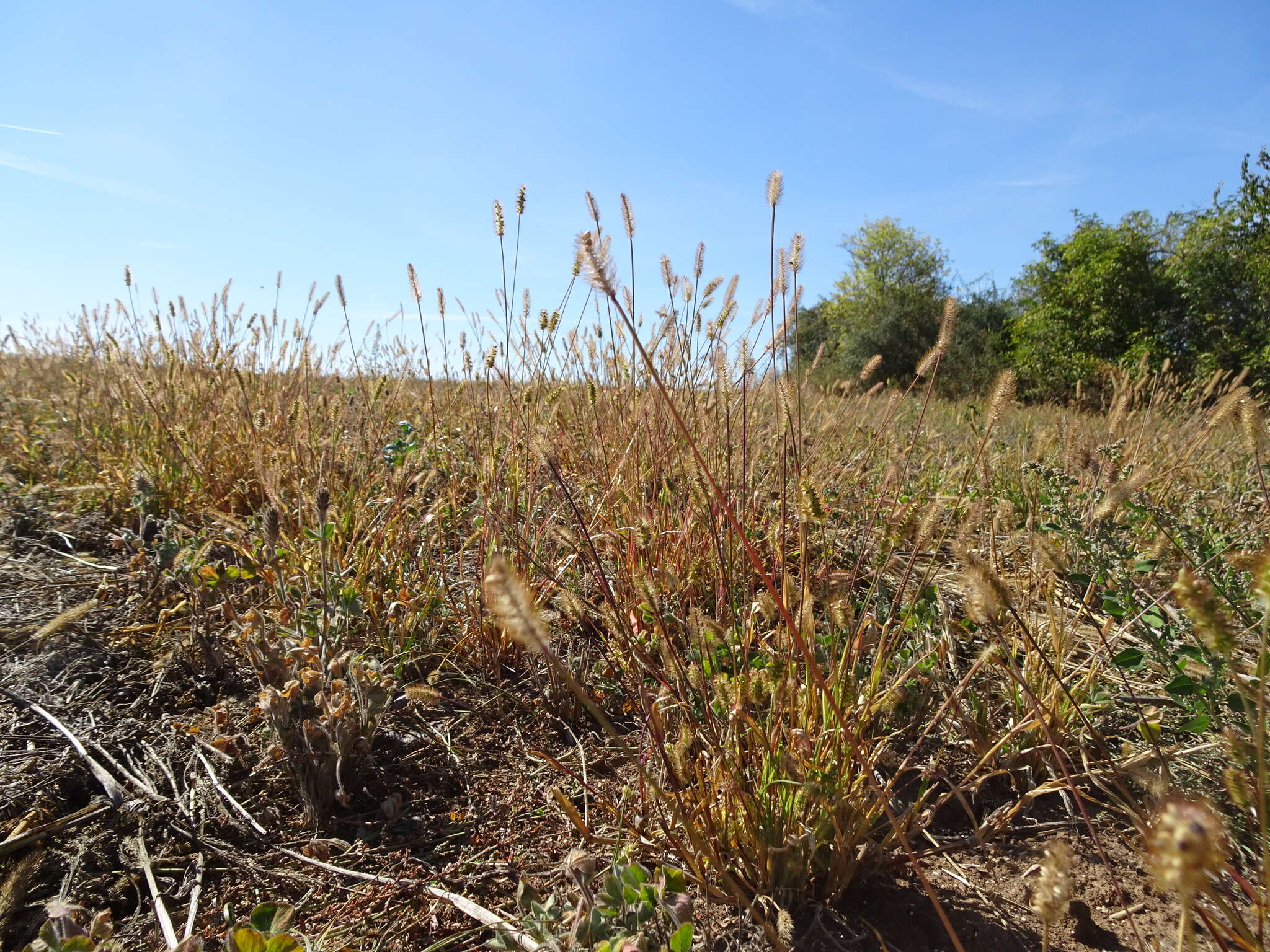 Image of Setaria pumila (Poir.) Roem. & Schult.