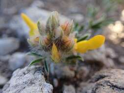 Слика од Dalea prostrata Ortega