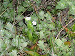 Слика од Myosotis secunda A. Murray