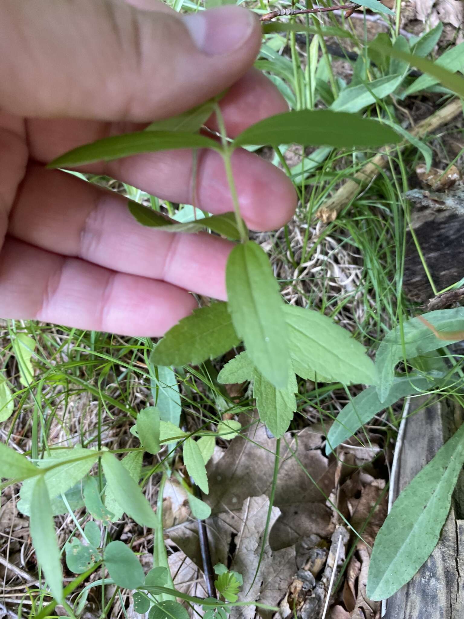 Eupatorium subvenosum (A. Gray) E. E. Schill.的圖片