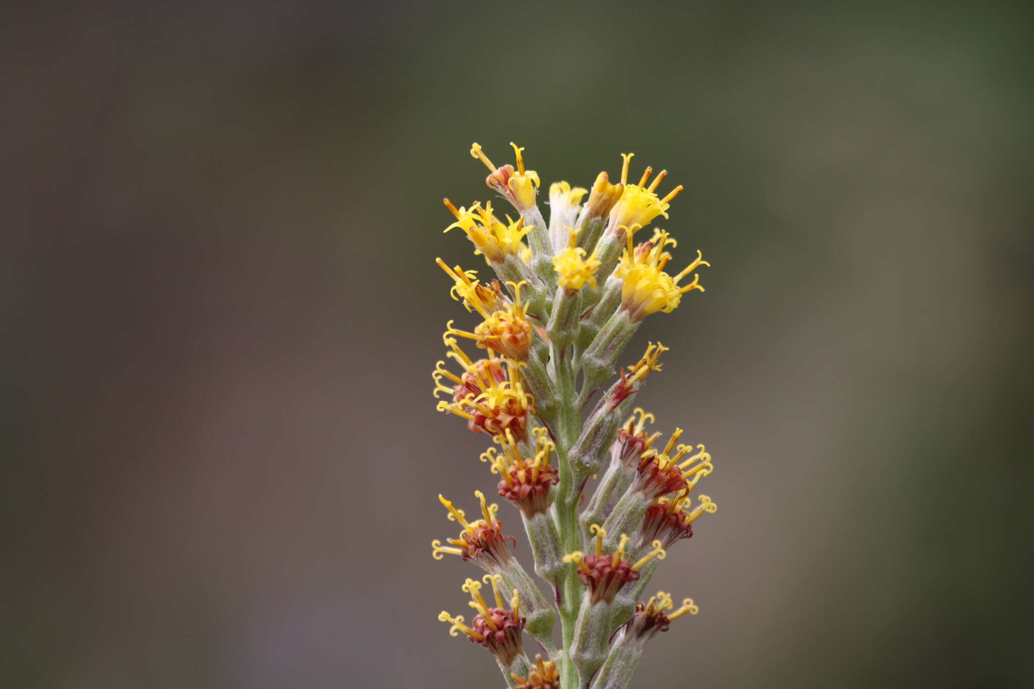 Imagem de Rainiera stricta (Greene) Greene