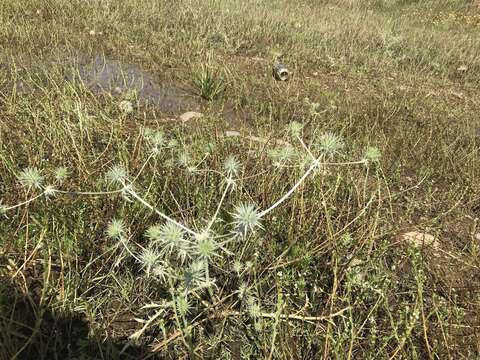 Image of Eryngium vaseyi Coult. & N. E. Rose