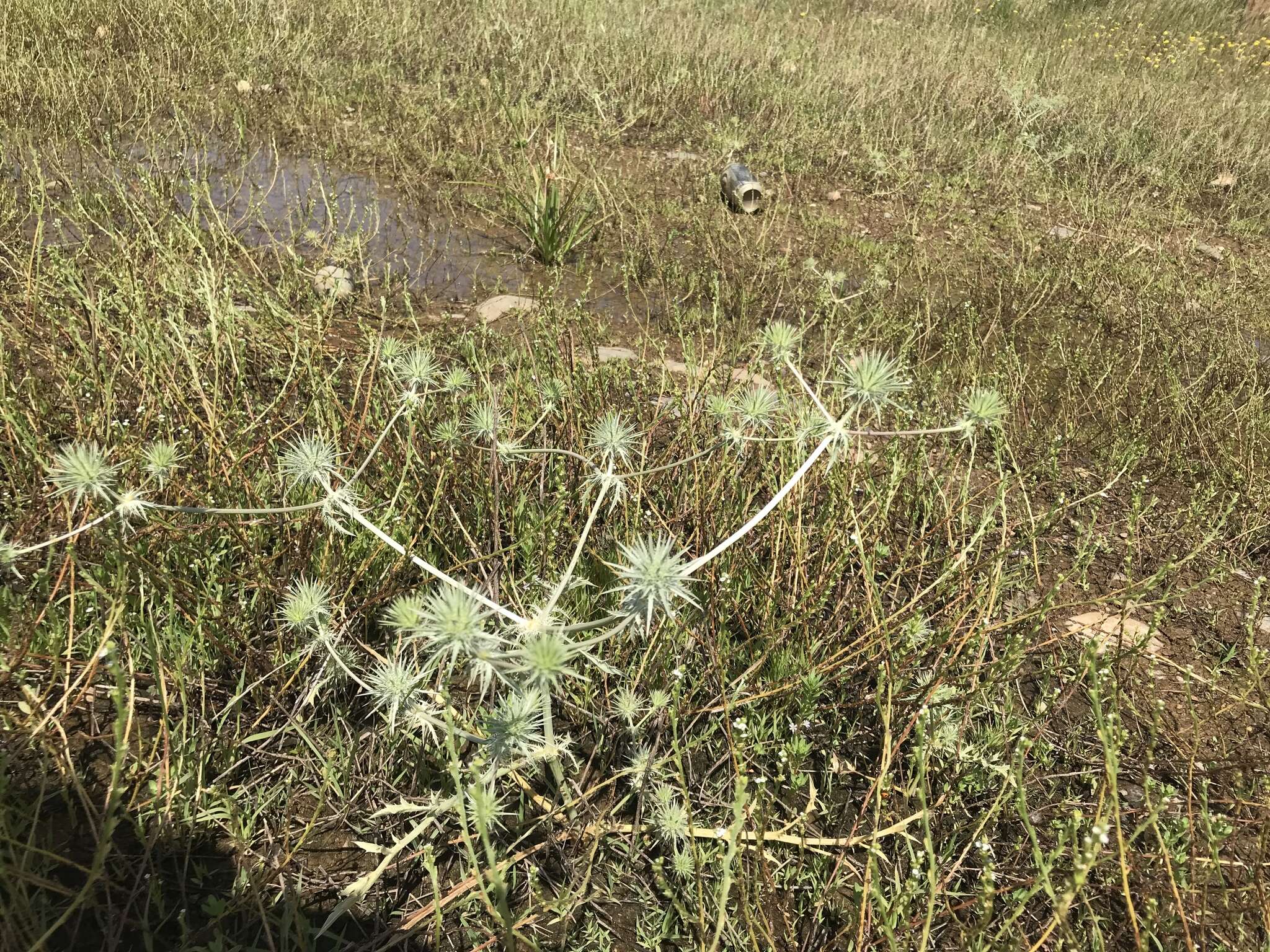 Imagem de Eryngium vaseyi Coult. & N. E. Rose