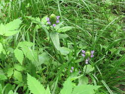 Prunella vulgaris subsp. asiatica (Nakai) H. Hara resmi