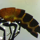 Image of Arachnospila minutula (Dahlbom 1842)