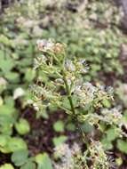 Image of Valeriana lapathifolia Vahl