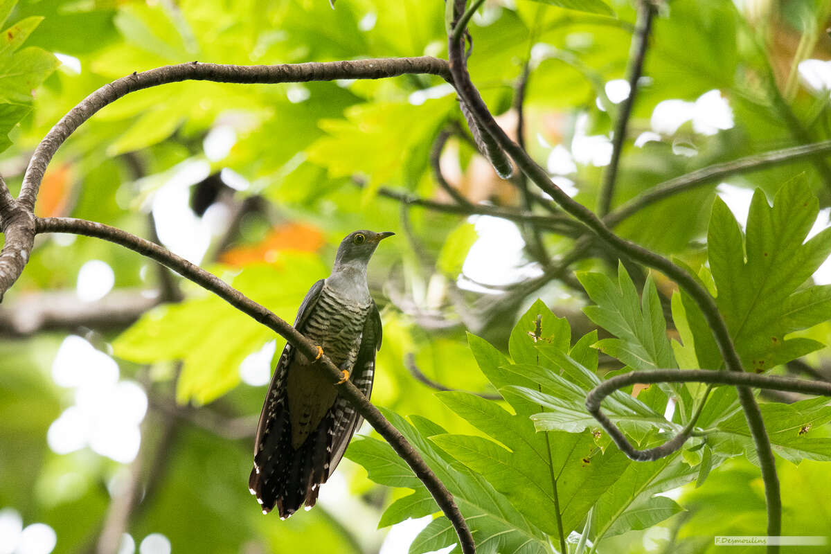 Image of Oriental Cuckoo