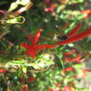 Image of Mexican Honey Wasp