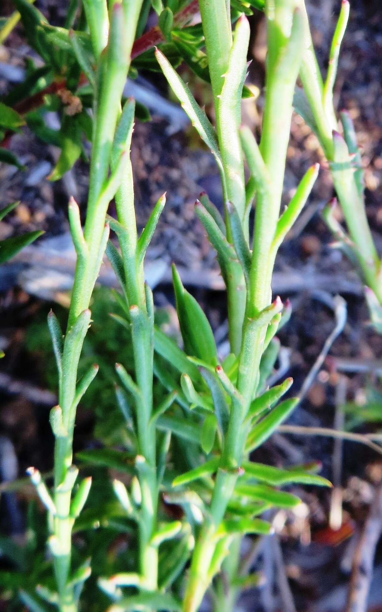 Image of Athanasia juncea (DC.) D. Dietr.