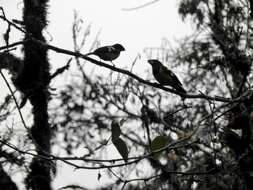 Image of Black-backed Grosbeak